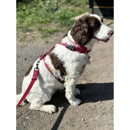 Padded Strap Waterproof Step-In Dog Harness - Made to Measure, All Breeds - Hugo and Ted
