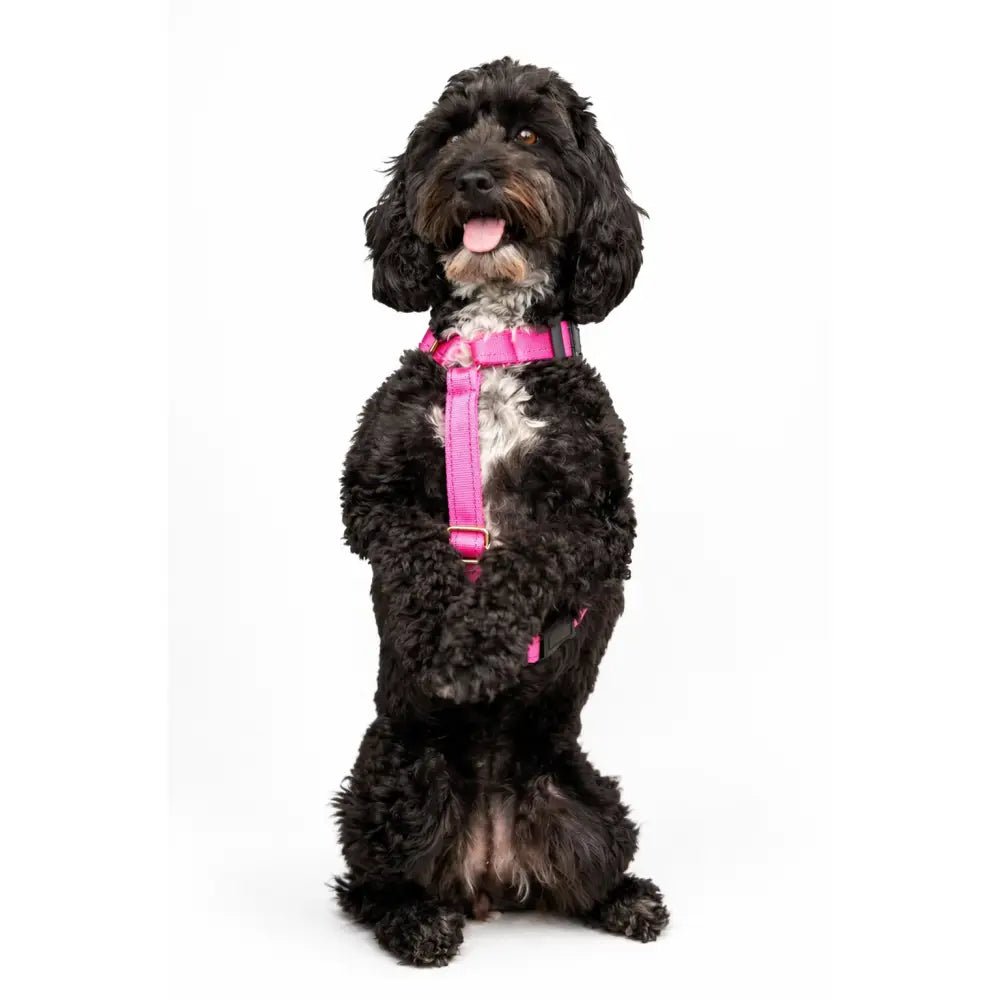 Padded Strap Waterproof Step-In Dog Harness - Made to Measure, All Breeds - Hugo and Ted