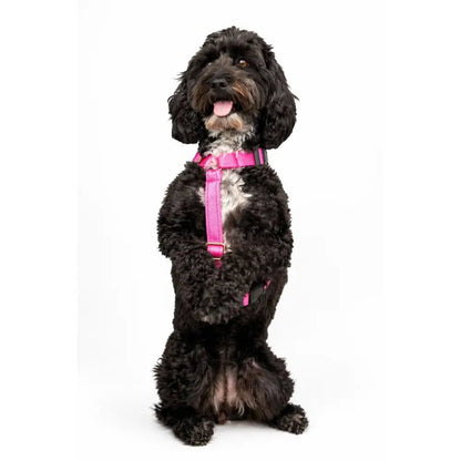 Padded Strap Waterproof Step-In Dog Harness - Made to Measure, All Breeds - Hugo and Ted