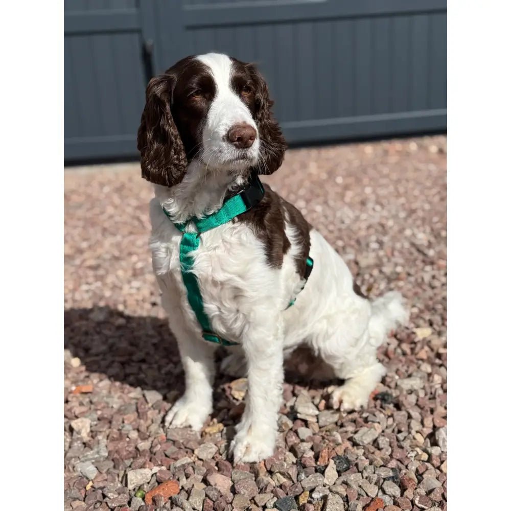 Padded Strap Waterproof Step-In Dog Harness - Made to Measure, All Breeds - Hugo and Ted