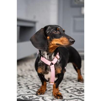 Padded Strap Waterproof Step-In Dog Harness - Made to Measure, All Breeds - Hugo and Ted