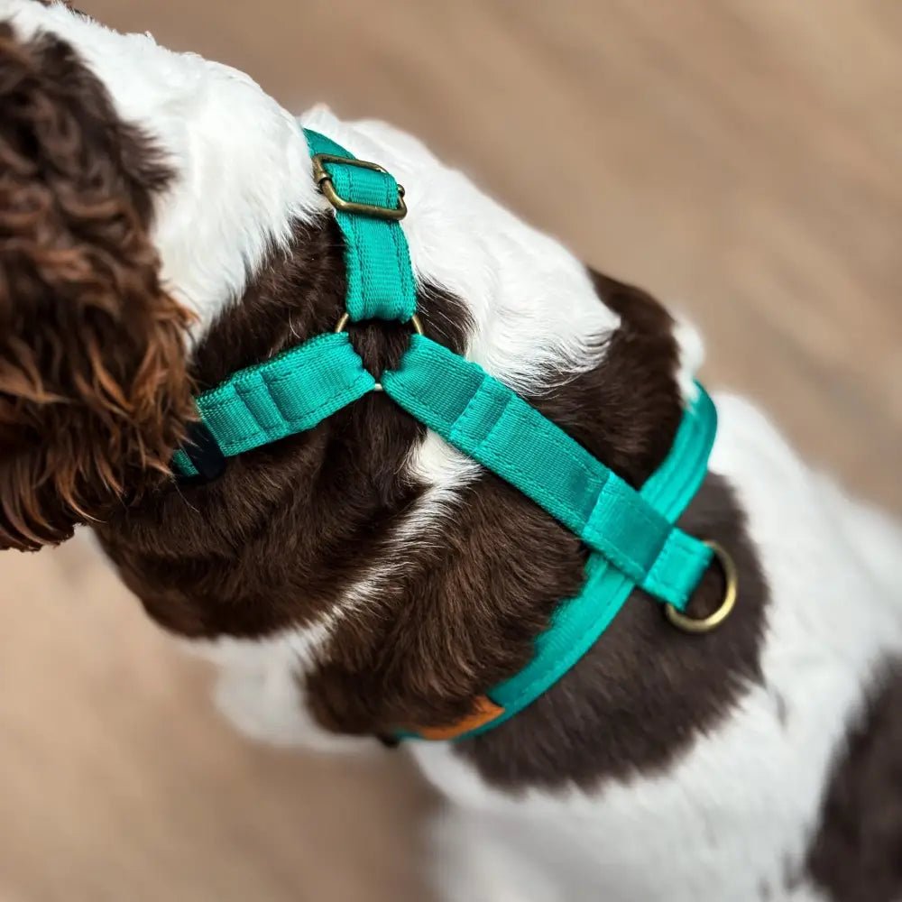 Padded Strap Waterproof Step-In Dog Harness - Made to Measure, All Breeds - Hugo and Ted