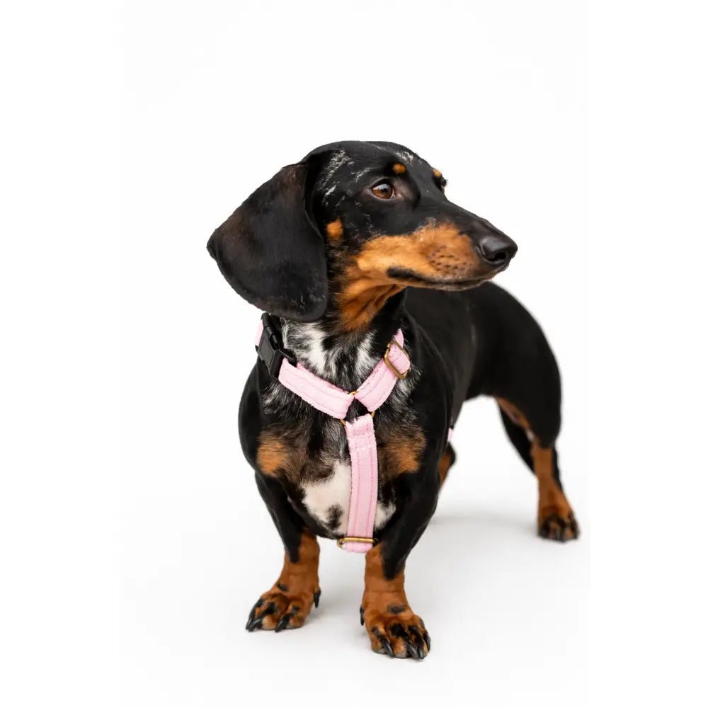 Padded Strap Waterproof Step-In Dog Harness - Made to Measure, All Breeds - Hugo and Ted