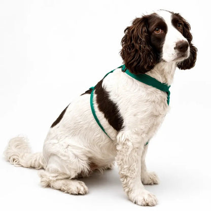 Padded Strap Waterproof Step-In Dog Harness - Made to Measure, All Breeds - Hugo and Ted
