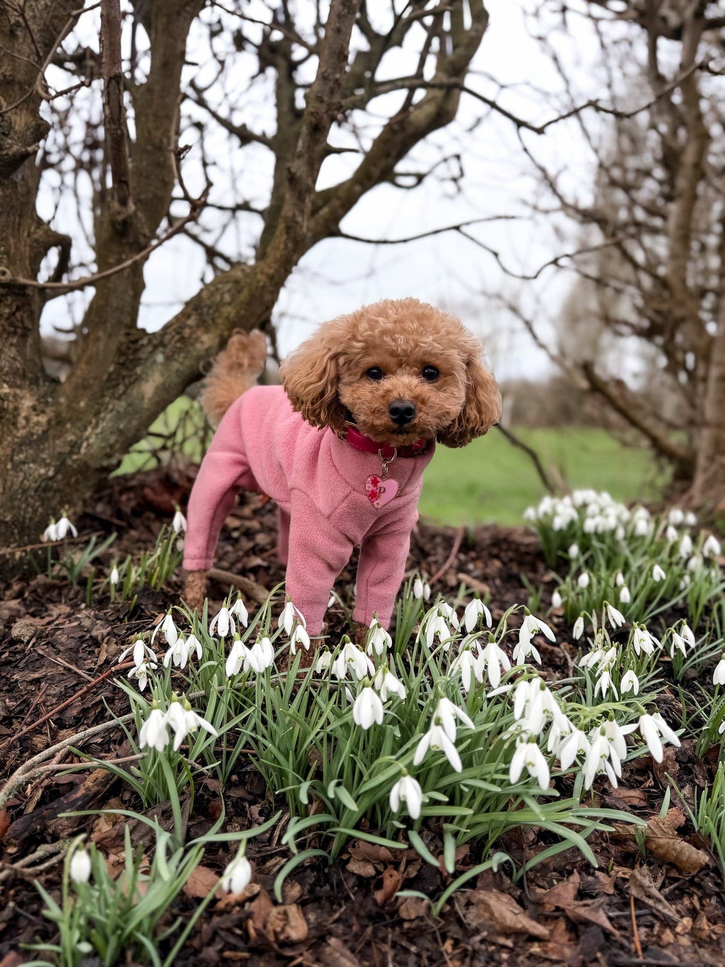Pastel Collection Fleece Dog Jumpsuit - Made to Measure - Hugo and Ted