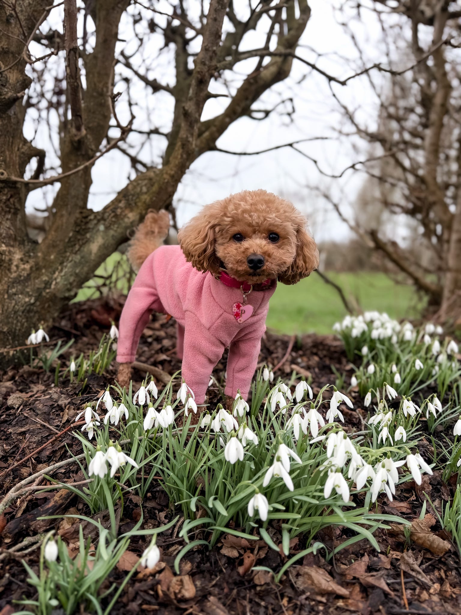 Pastel Collection Fleece Dog Jumpsuit - Made to Measure - Hugo and Ted
