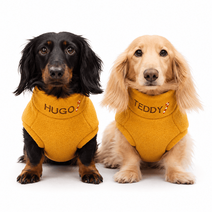 Black and cream dachshunds in mustard Christmas fleece jumpers embroidered with their names