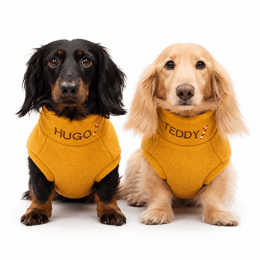 Black and cream dachshunds in mustard Christmas fleece jumpers embroidered with their names