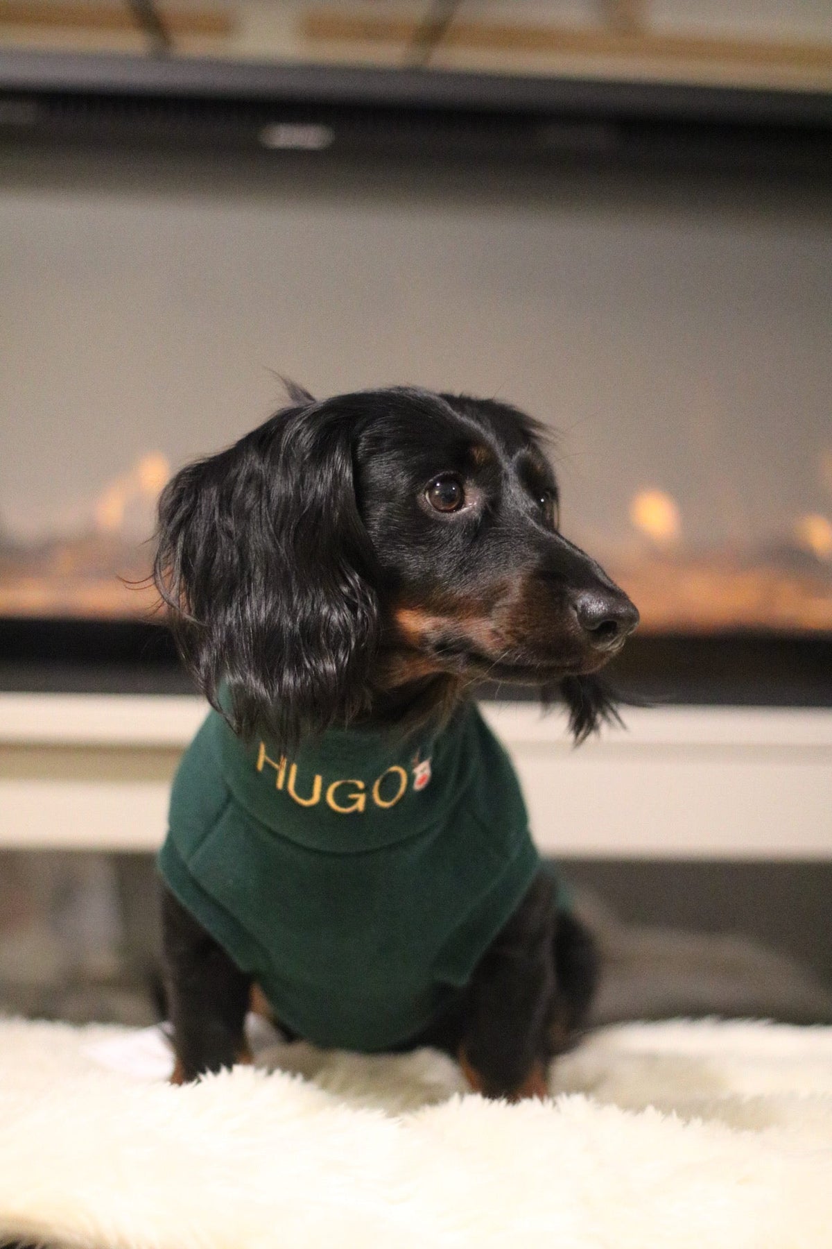 Black dachshund in a green personalised Christmas fleece jumper