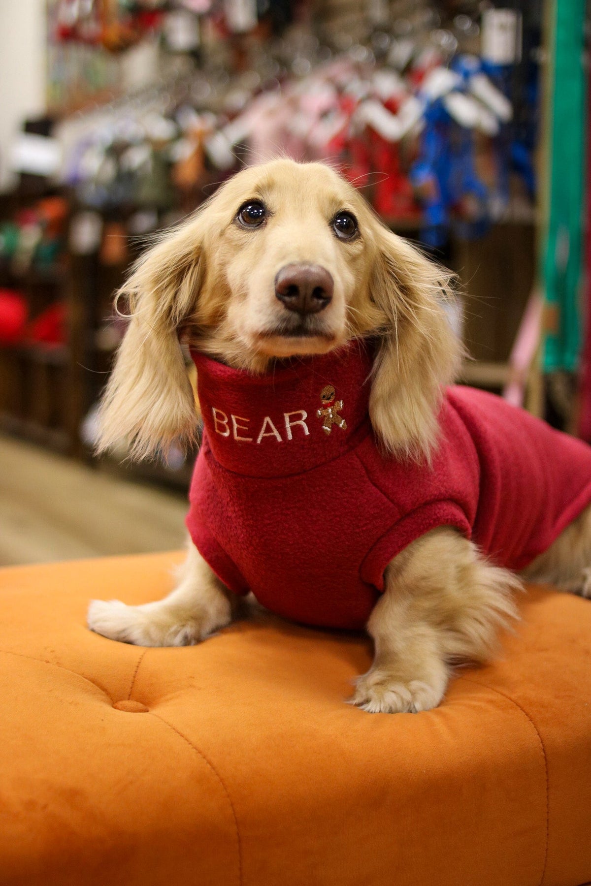 Cream dachshund in a red personalised Christmas fleece jumper on an orange stool