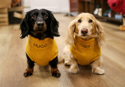 Black and cream dachshunds in mustard personalised Christmas fleece jumpers
