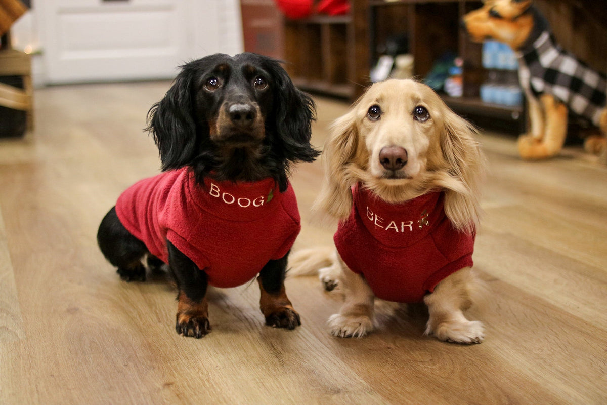 Black and cream dachshunds in red personalised Christmas fleece jumpers