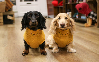 Two dachshunds in mustard Christmas fleece jumpers by a Christmas tree