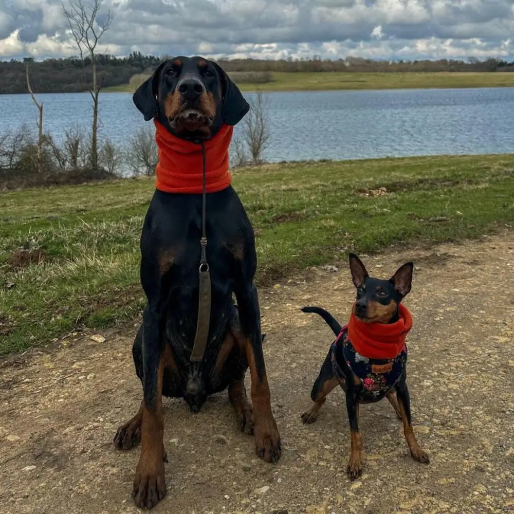 Personalised Fleece Dog Snood - 4 Sizes, Made to Order | Hugo and Ted - Hugo and Ted