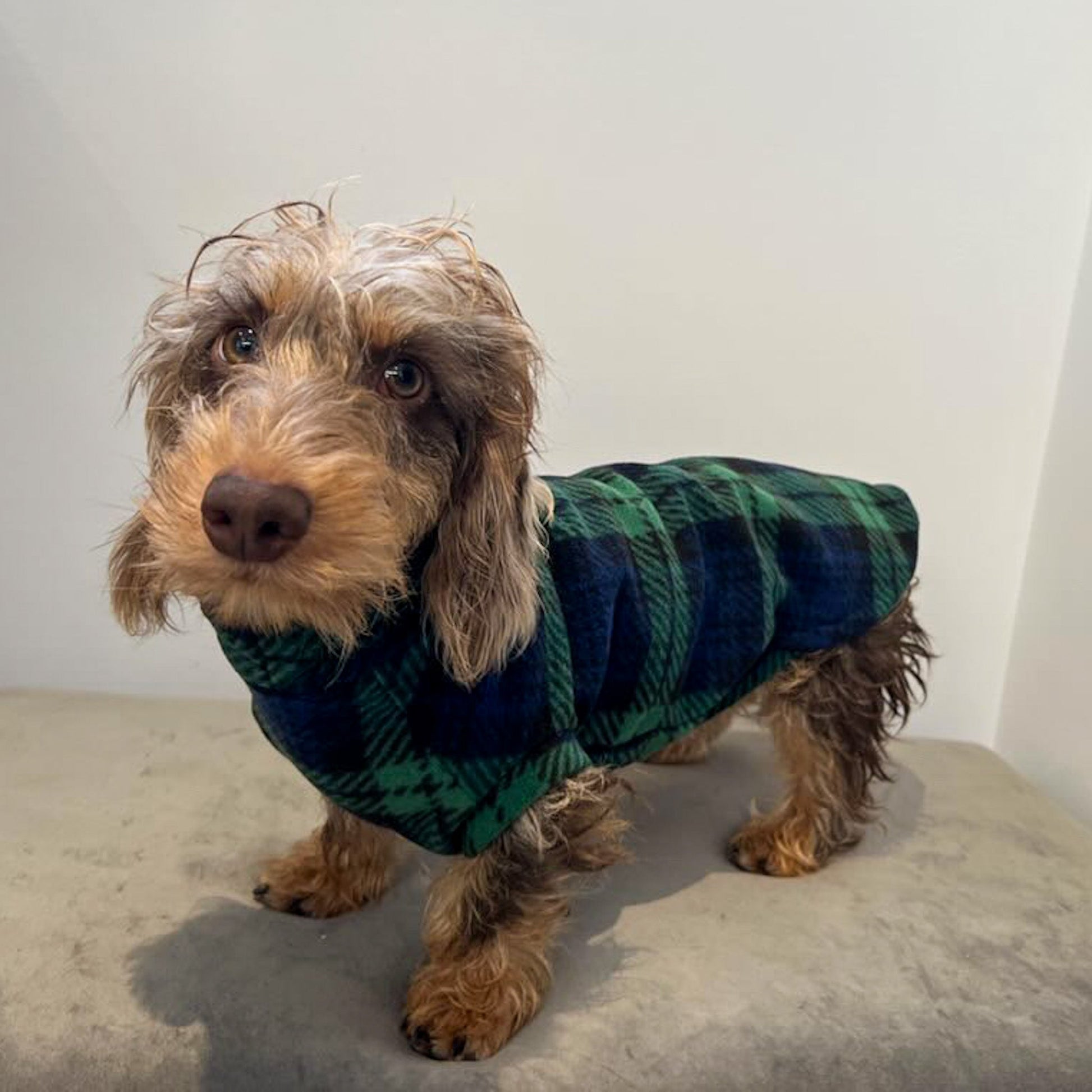 Turtleneck Dachshund Coats And Jumpers Dachshund Dog Turtleneck