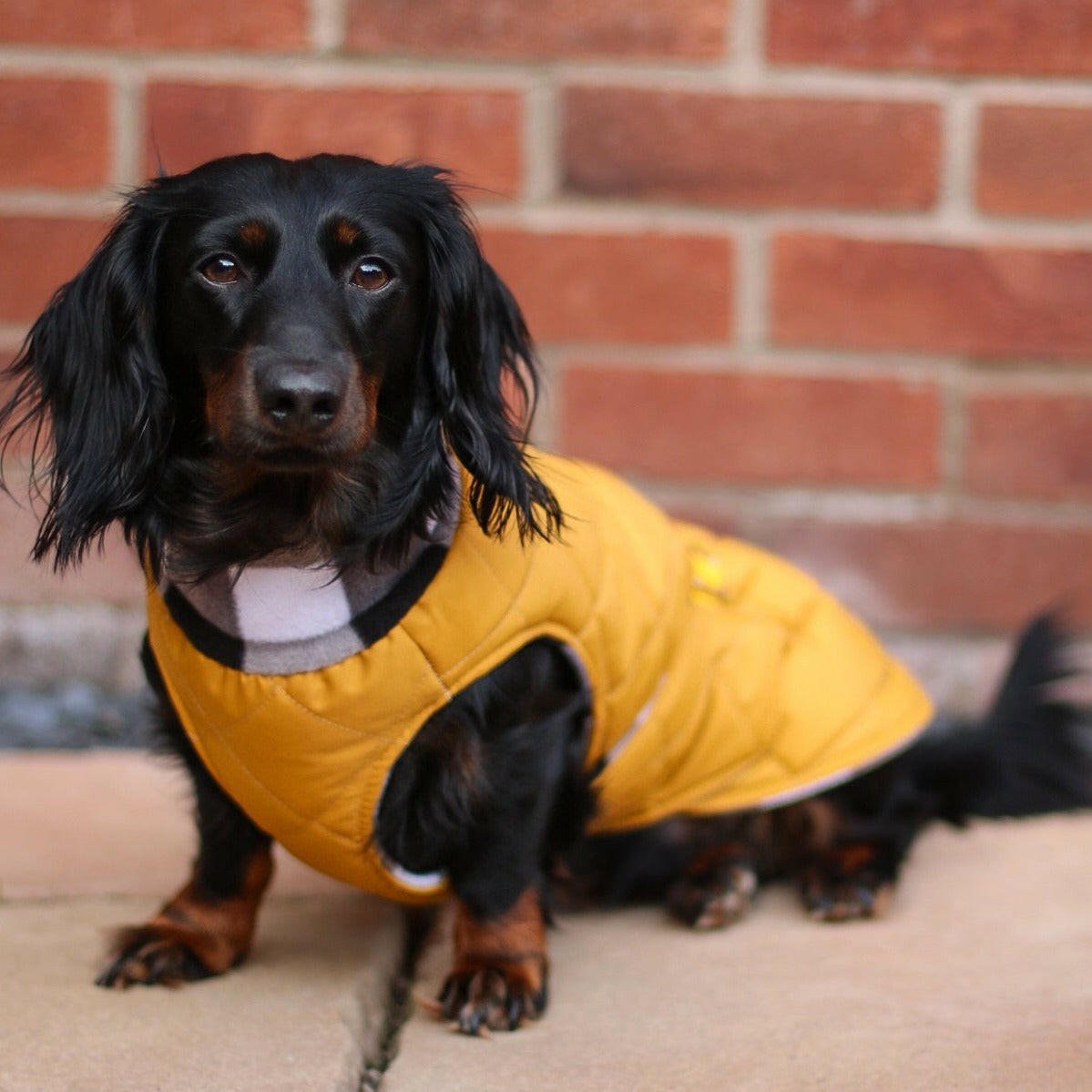 Quilted Ultimate Walkies Waterproof Coat - Hugo and Ted