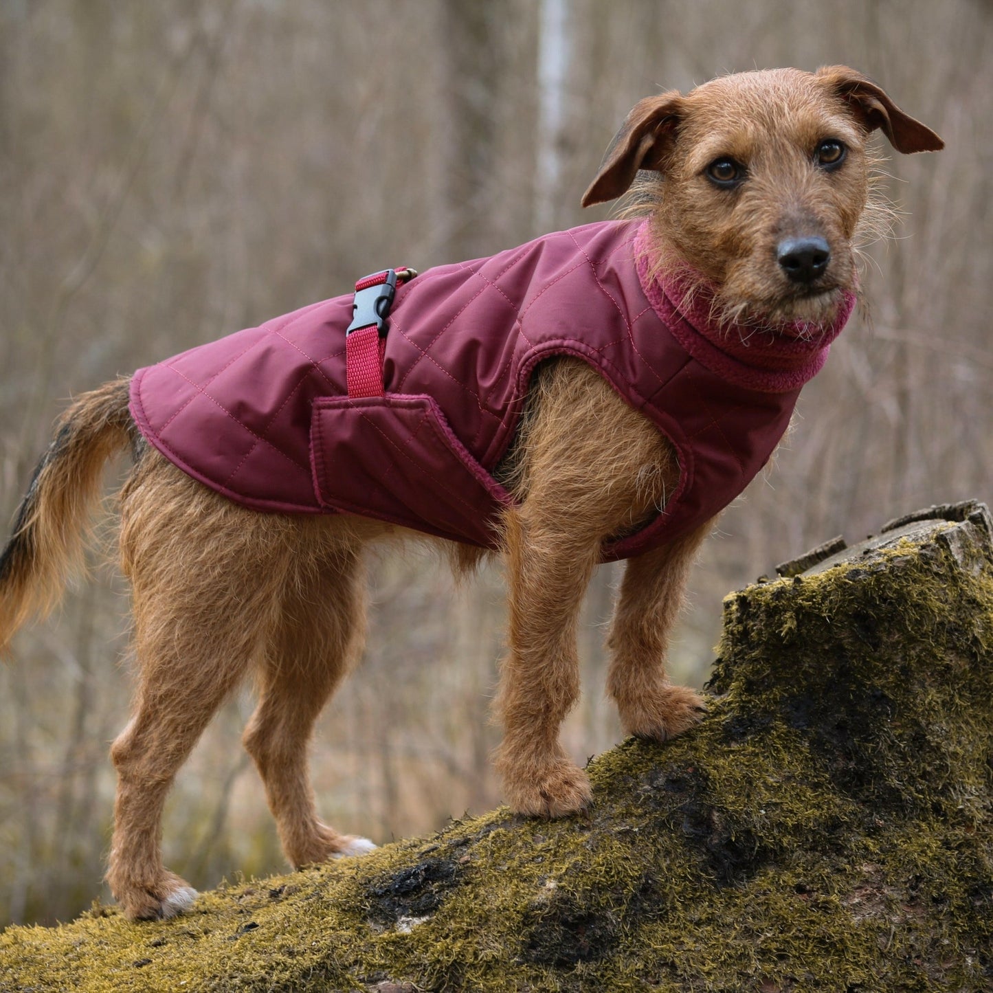 Quilted Ultimate Walkies Waterproof Coat - Hugo and Ted