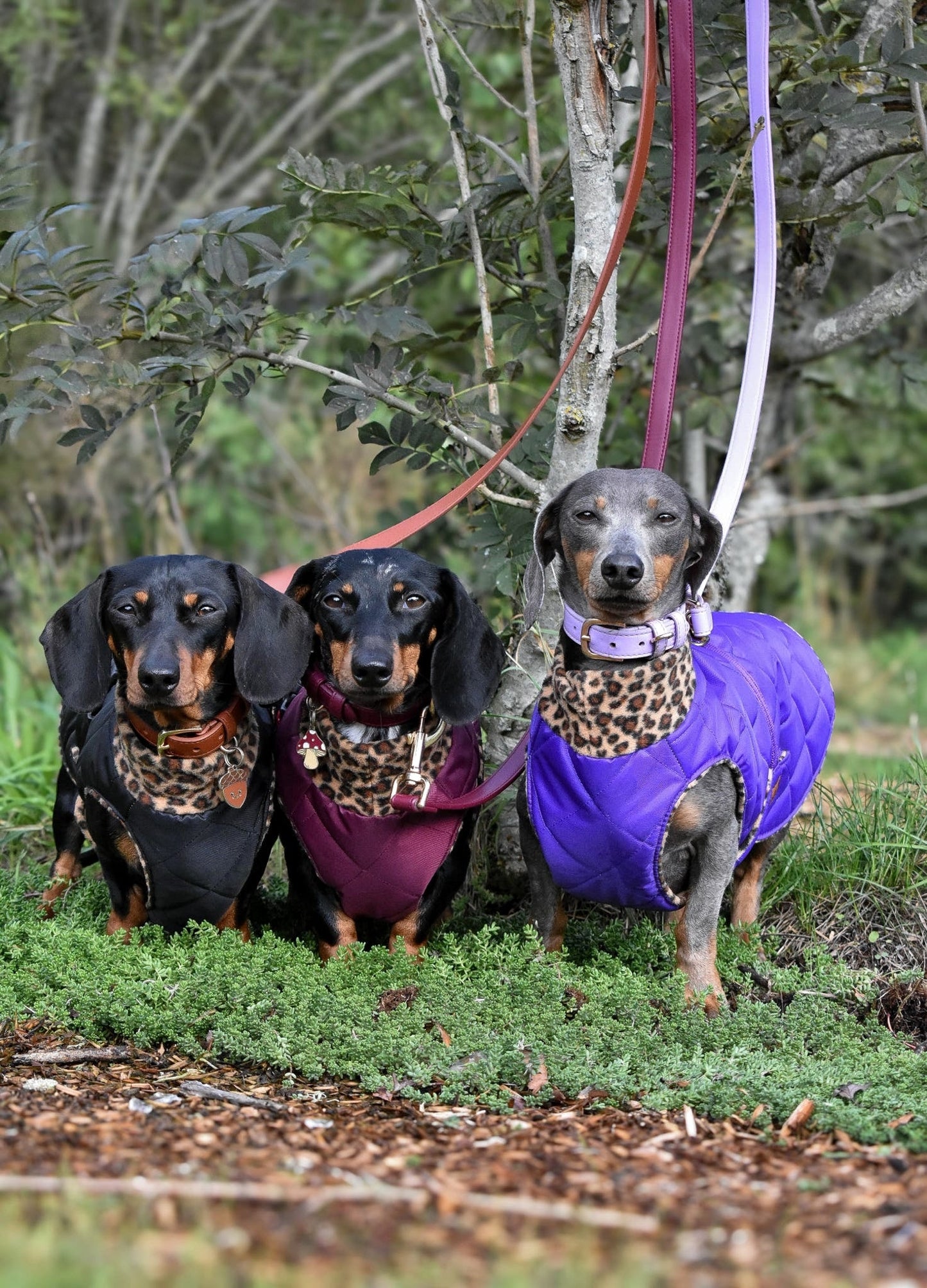 Quilted Ultimate Walkies Waterproof Dog Coat – Custom Fit for Walks & Wet Weather Adventures - Hugo and Ted