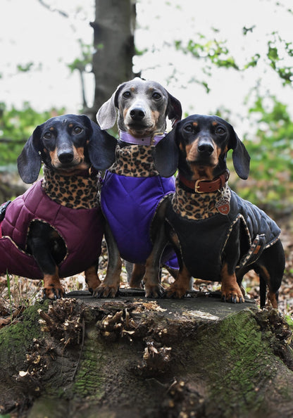 Quilted Ultimate Walkies Waterproof Dog Coat – Custom Fit for Walks & Wet Weather Adventures - Hugo and Ted