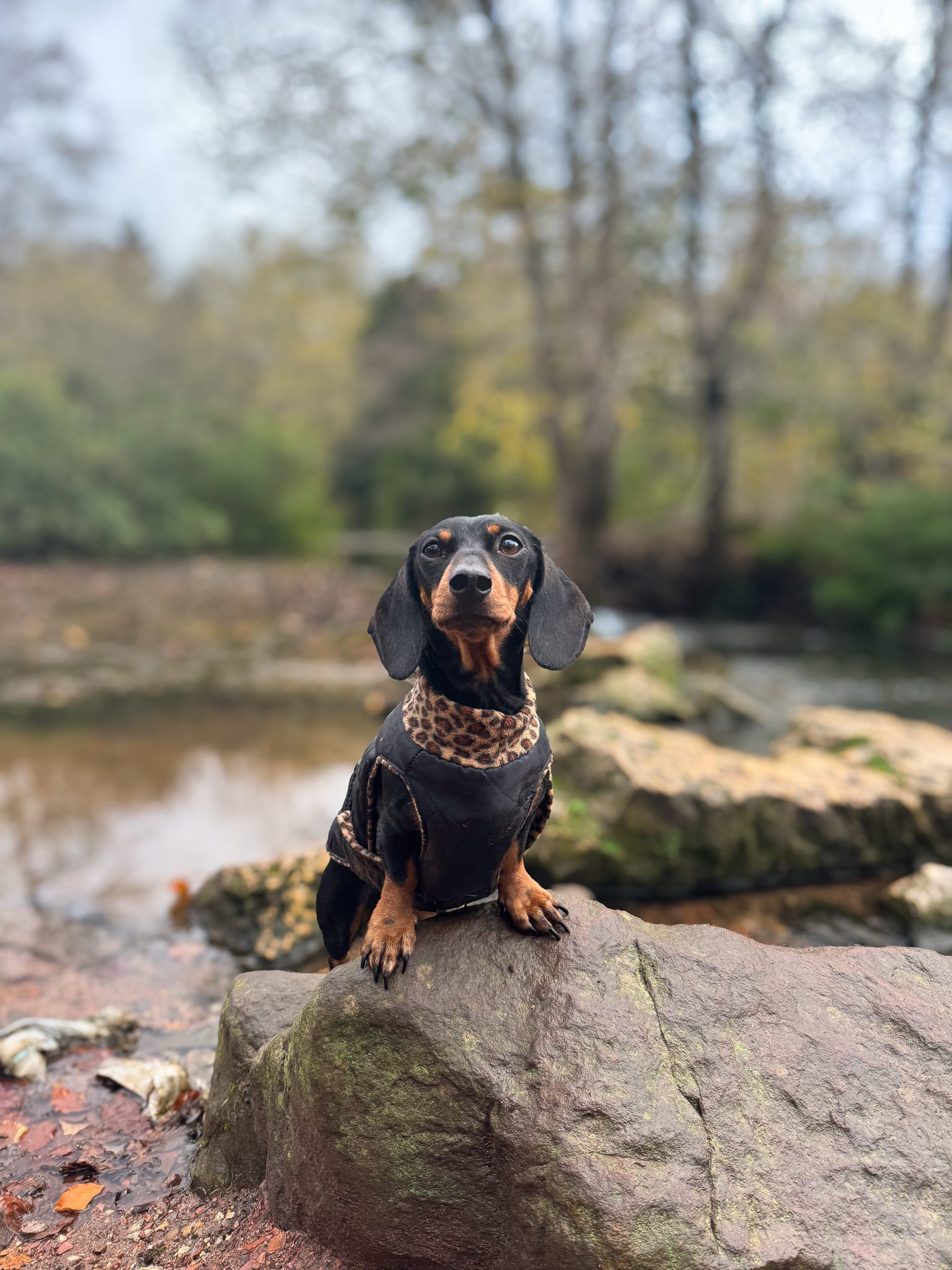 Quilted Ultimate Walkies Waterproof Dog Coat – Custom Fit for Walks & Wet Weather Adventures - Hugo and Ted