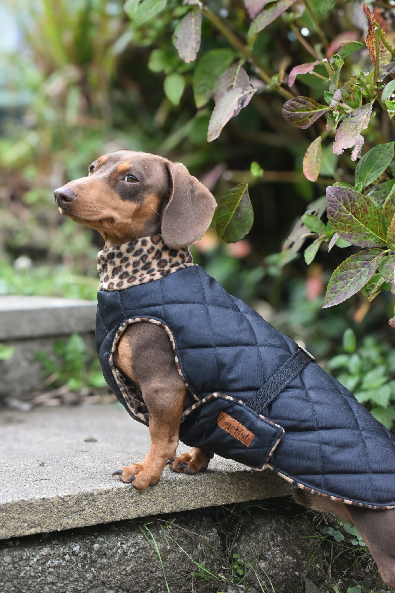 Quilted Ultimate Walkies Waterproof Dog Coat – Custom Fit for Walks & Wet Weather Adventures - Hugo and Ted