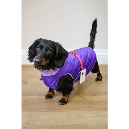 Quilted Ultimate Walkies Waterproof Dog Coat – Made to Measure, Fully Lined & Built for Wet Weather Adventures - Hugo and Ted