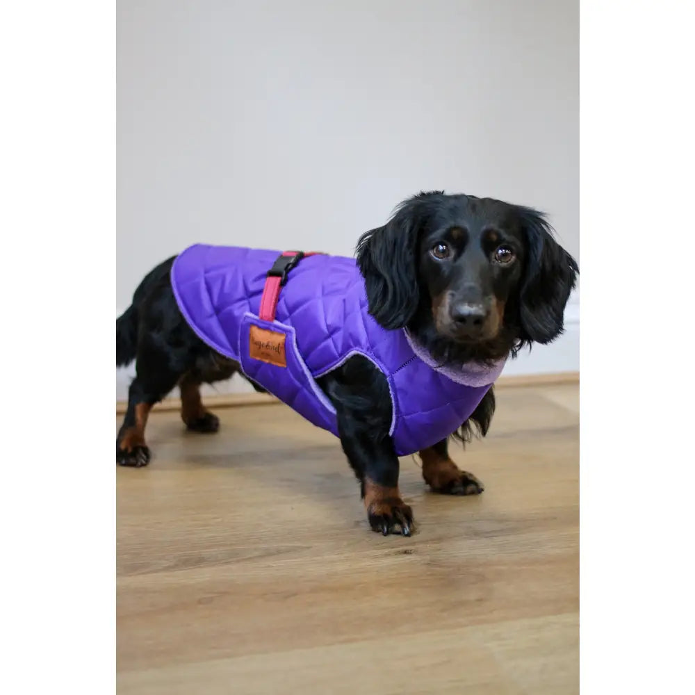 Quilted Ultimate Walkies Waterproof Dog Coat – Made to Measure, Fully Lined & Built for Wet Weather Adventures - Hugo and Ted