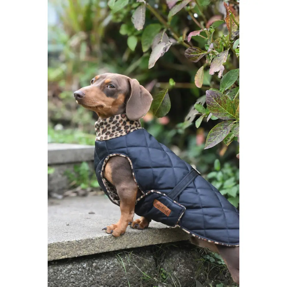 Quilted Ultimate Walkies Waterproof Dog Coat – Custom Fit for Walks & Wet Weather Adventures - Hugo and Ted