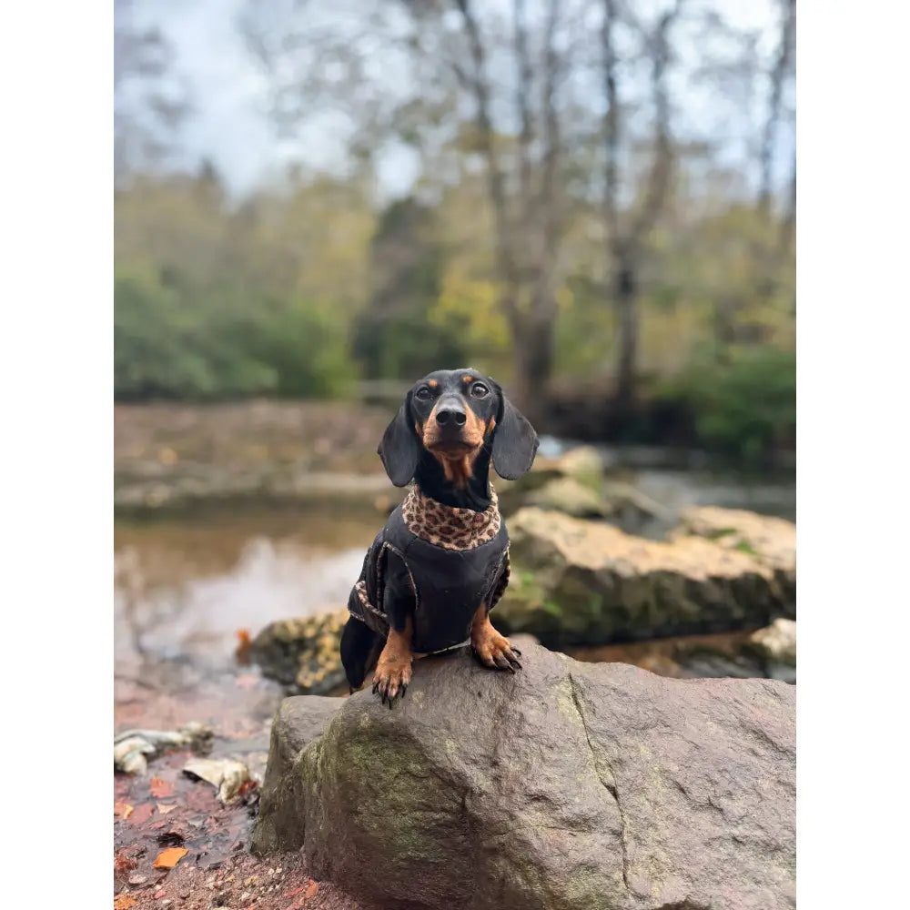 Quilted Ultimate Walkies Waterproof Dog Coat – Custom Fit for Walks & Wet Weather Adventures - Hugo and Ted