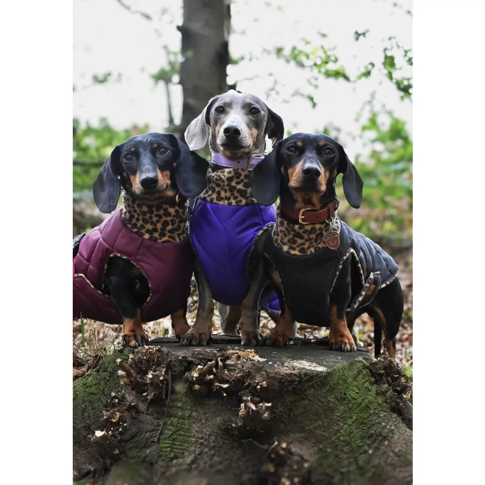 Quilted Ultimate Walkies Waterproof Dog Coat – Custom Fit for Walks & Wet Weather Adventures - Hugo and Ted
