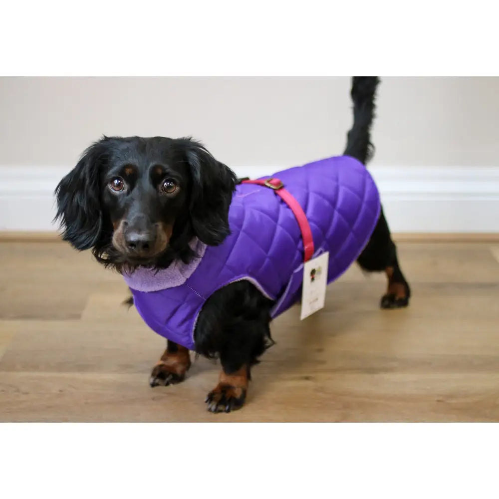Quilted Ultimate Walkies Waterproof Dog Coat – Made to Measure, Fully Lined & Built for Wet Weather Adventures - Hugo and Ted