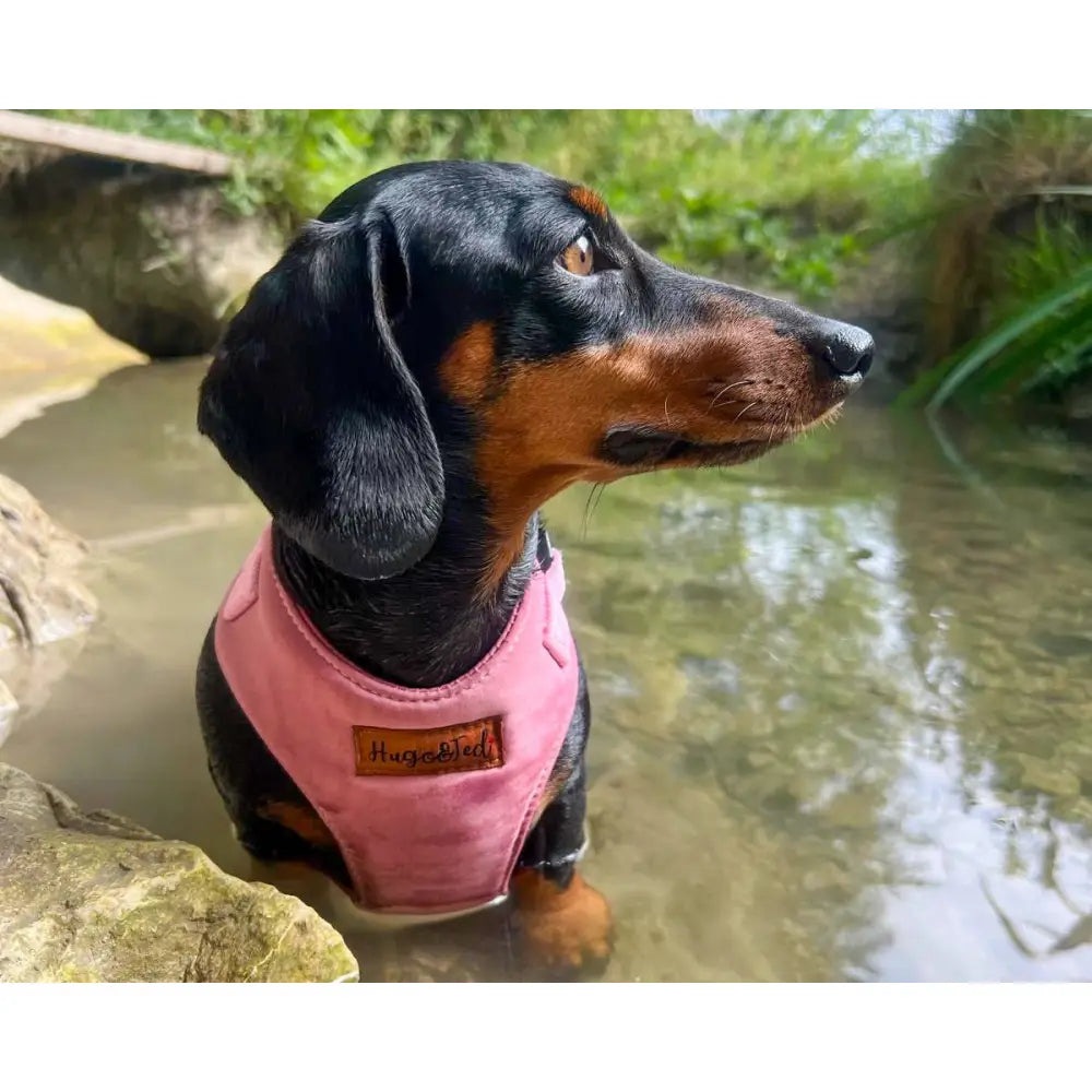 Rainfleece Harnesses - Soft, Durable, Waterproof, Practical Harnesses for Everyday Adventures - Hugo and Ted