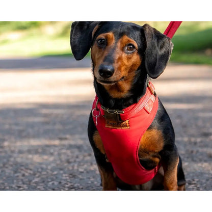 Rainfleece Harnesses - Soft, Durable, Waterproof, Practical Harnesses for Everyday Adventures - Hugo and Ted