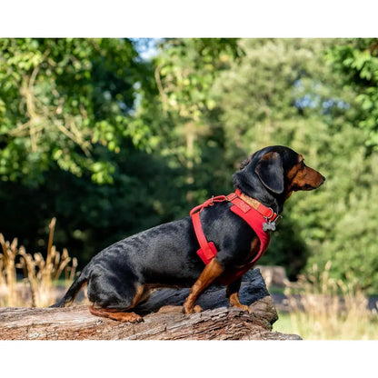 Rainfleece Harnesses - Soft, Durable, Waterproof, Practical Harnesses for Everyday Adventures - Hugo and Ted