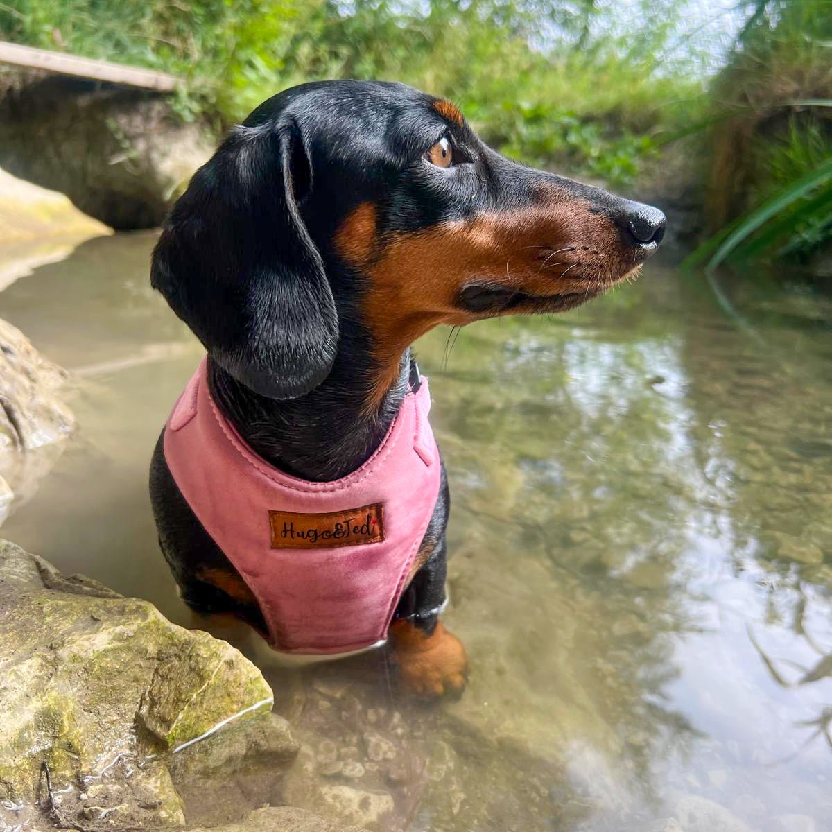 Rainfleece Harnesses - Soft, Durable, Waterproof, Practical Harnesses for Everyday Adventures - Hugo and Ted