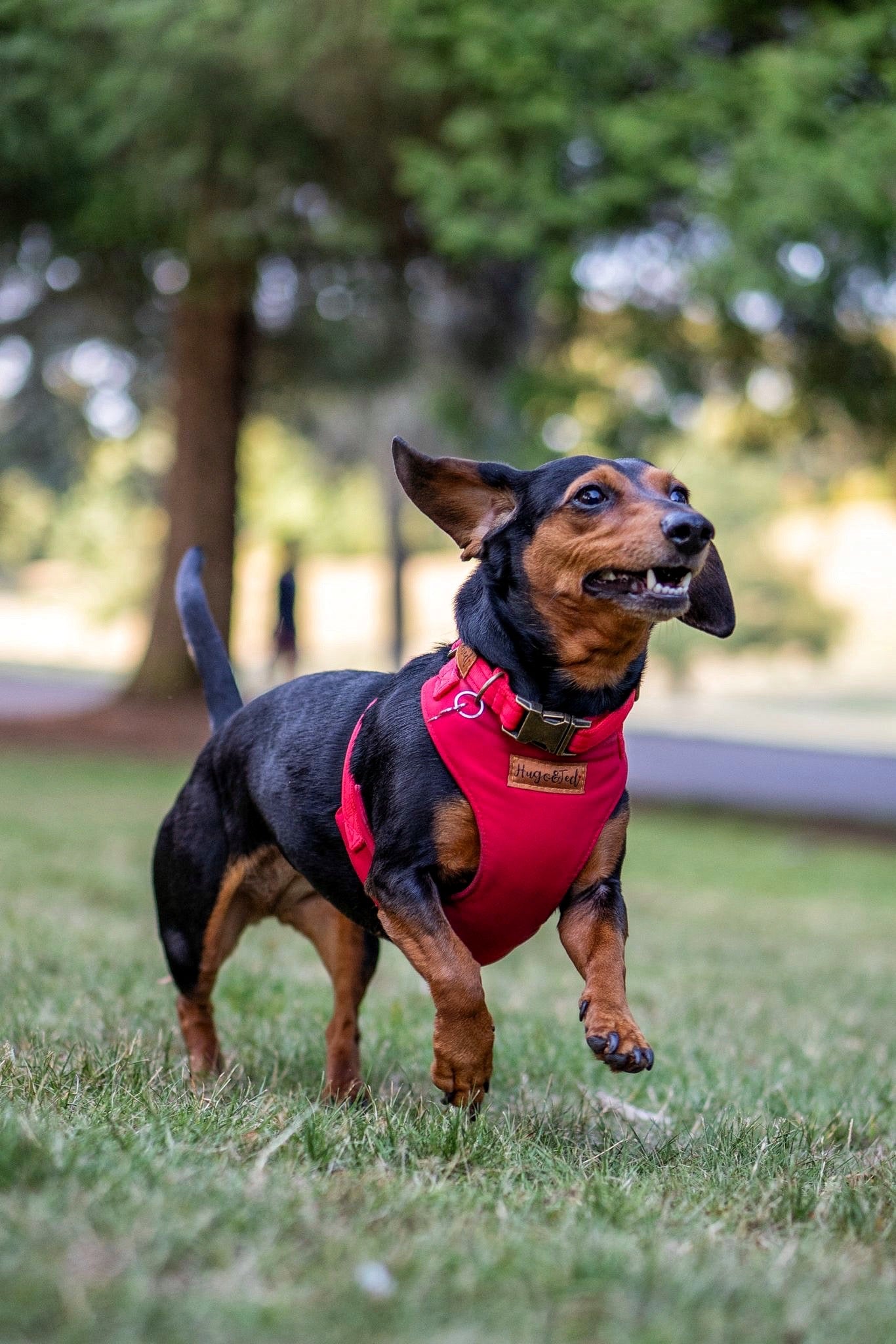 Rainfleece Harnesses - Soft, Durable, Waterproof, Practical Harnesses for Everyday Adventures - Hugo and Ted