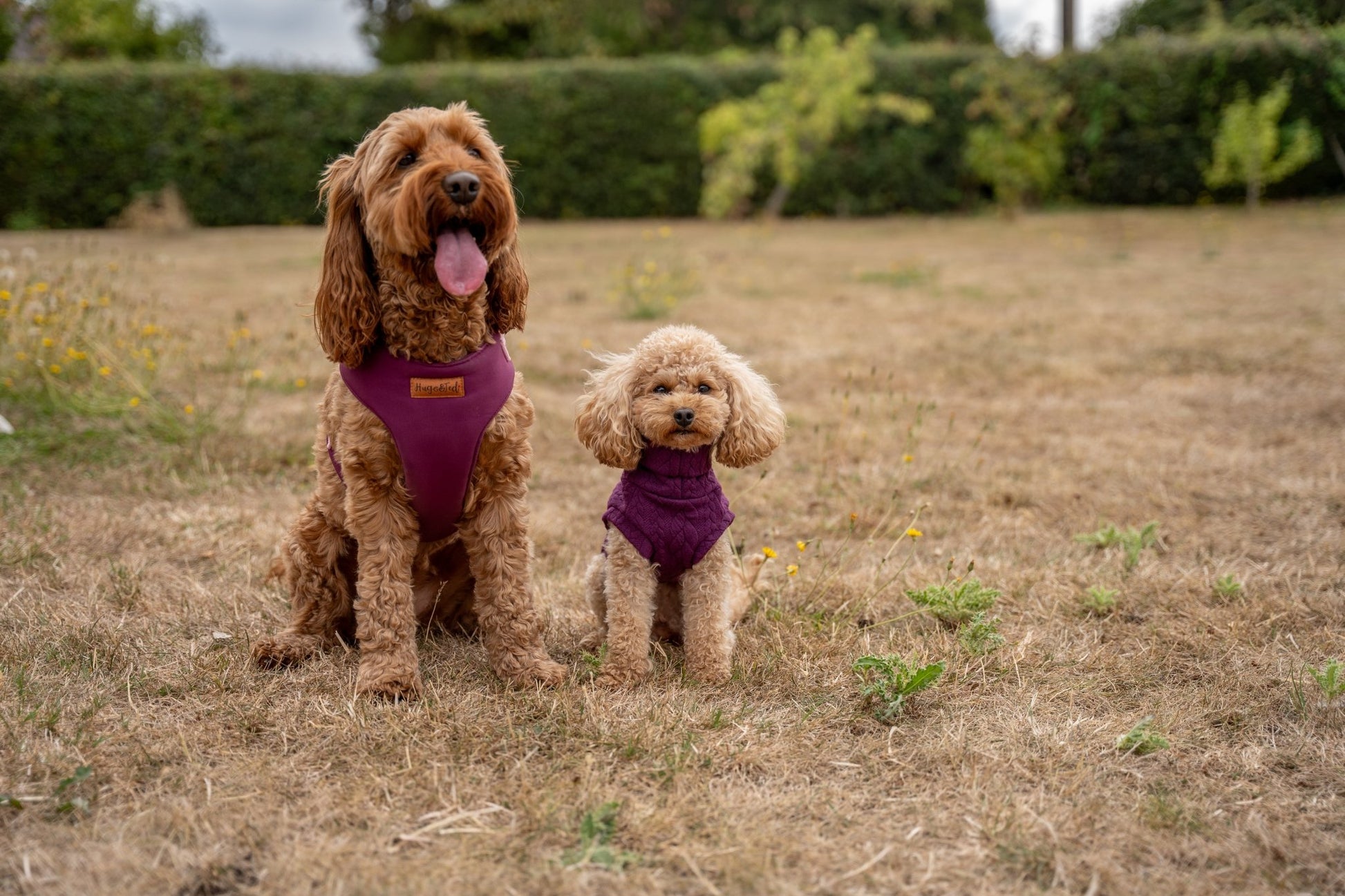 Rainfleece Harnesses - Soft, Durable, Waterproof, Practical Harnesses for Everyday Adventures - Hugo and Ted