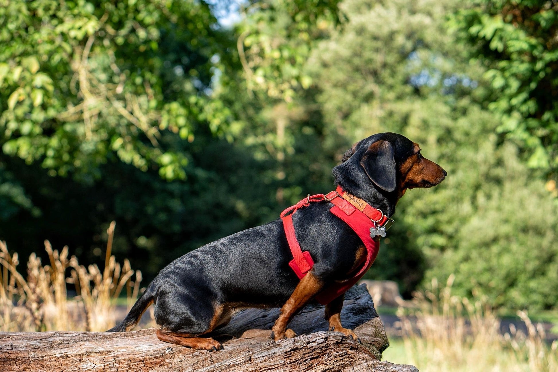 Rainfleece Harnesses - Soft, Durable, Waterproof, Practical Harnesses for Everyday Adventures - Hugo and Ted