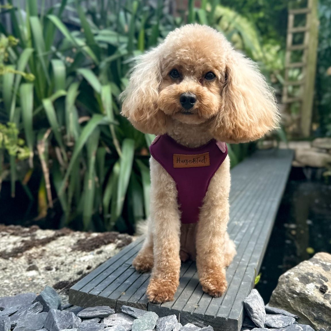Rainfleece Harnesses - Soft, Durable, Waterproof, Practical Harnesses for Everyday Adventures - Hugo and Ted