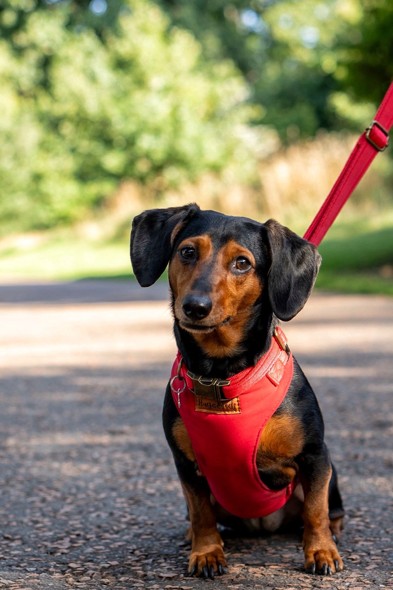 Rainfleece Harnesses - Soft, Durable, Waterproof, Practical Harnesses for Everyday Adventures - Hugo and Ted