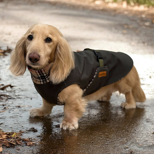 Rainfleece Ultimate Walkies Waterproof Coats - Hugo and Ted