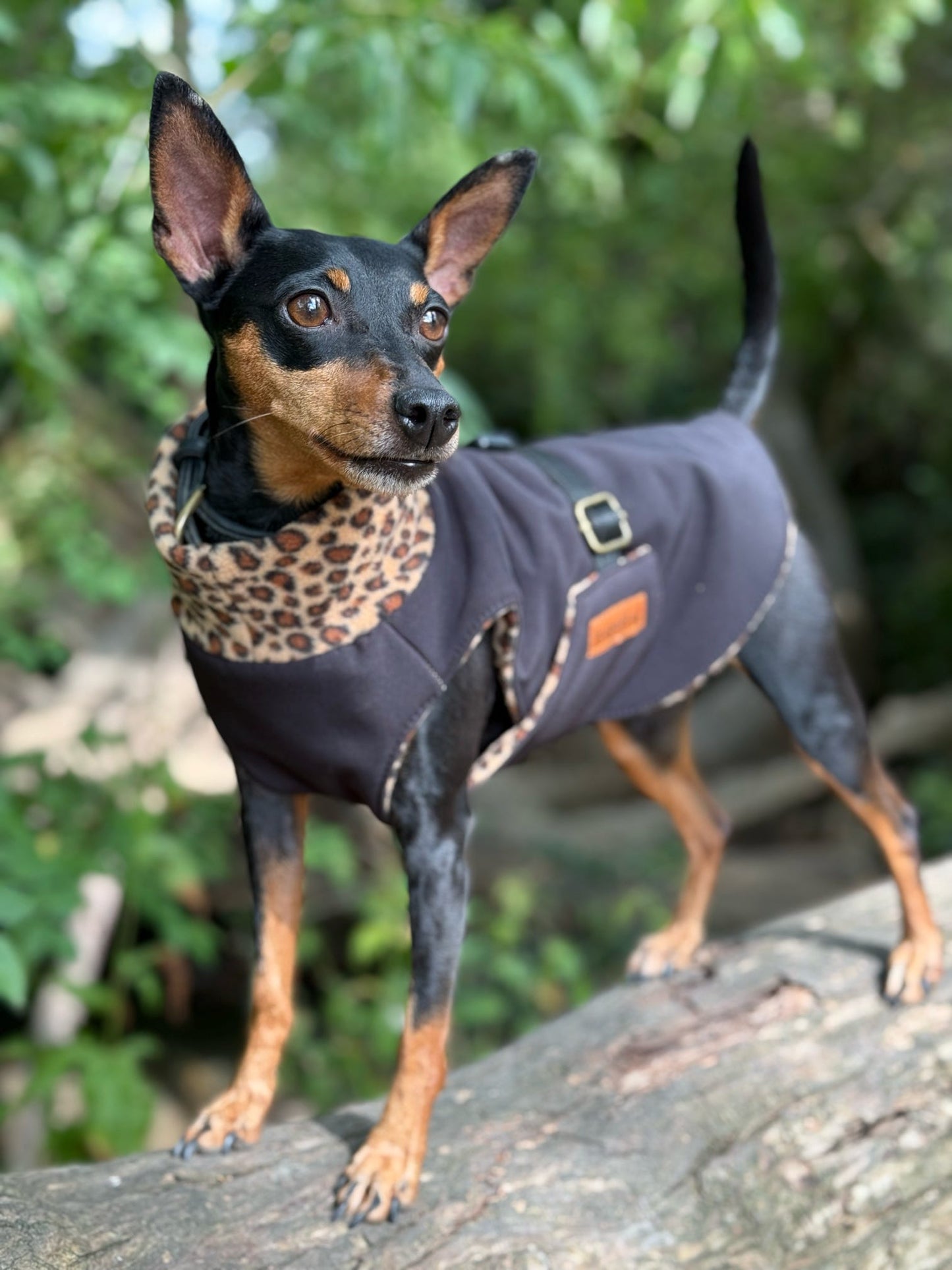 Rainfleece Ultimate Walkies Waterproof Coats – Made to Measure Dog Coat with Polar Fleece Lining & Harness Hole Option