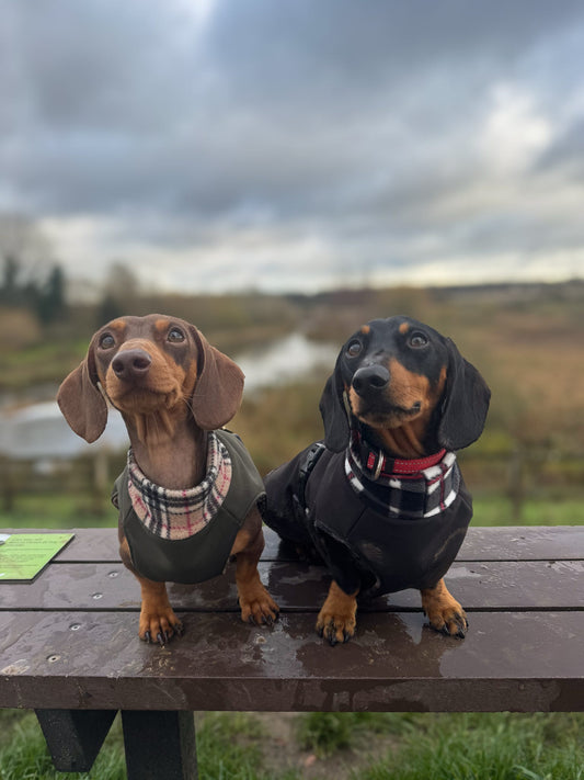 Rainfleece Ultimate Walkies Waterproof Dog Coats - Made to Measure - Hugo and Ted