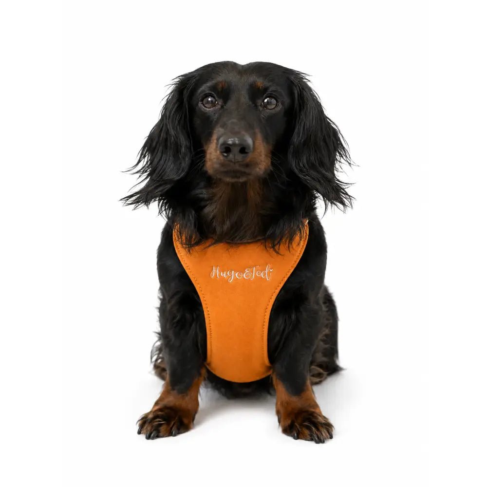 Rainfleece Waterproof Step-In Dog Harness - Made to Measure, All Breeds - Hugo and Ted