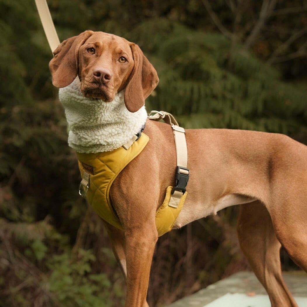 Rambler Harnesses - Hugo and Ted