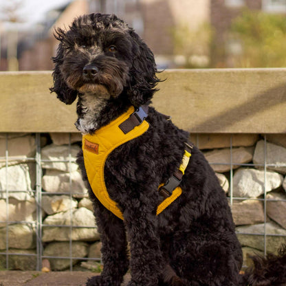 Rambler Harnesses - Hugo and Ted