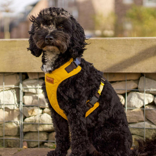 Rambler Harnesses - Hugo and Ted