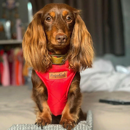 Rambler Harnesses - Hugo and Ted