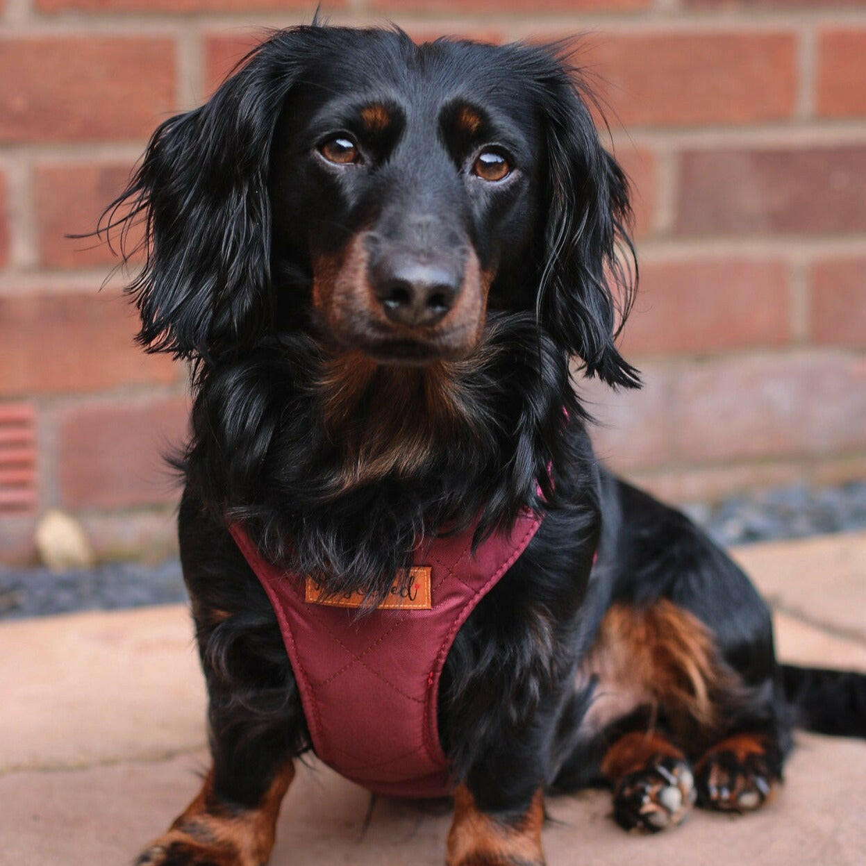 Rambler Harnesses - Hugo and Ted