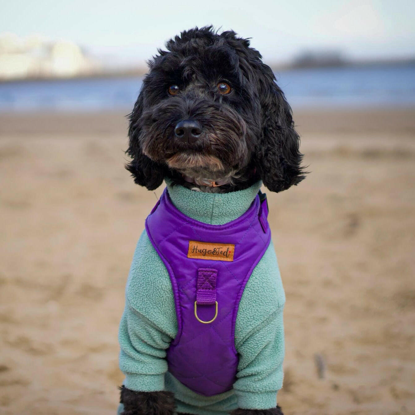 Rambler Harnesses - Hugo and Ted